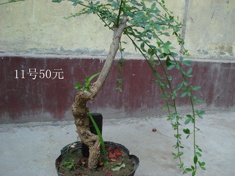 DSC05553__.jpg