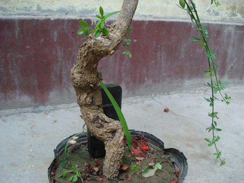 DSC05554_.jpg