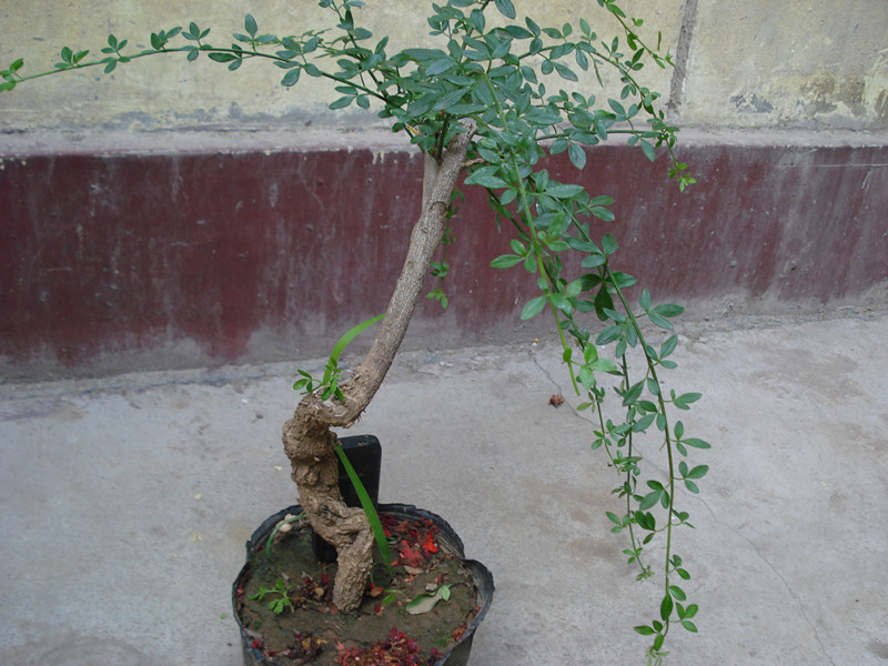 DSC05555_.jpg