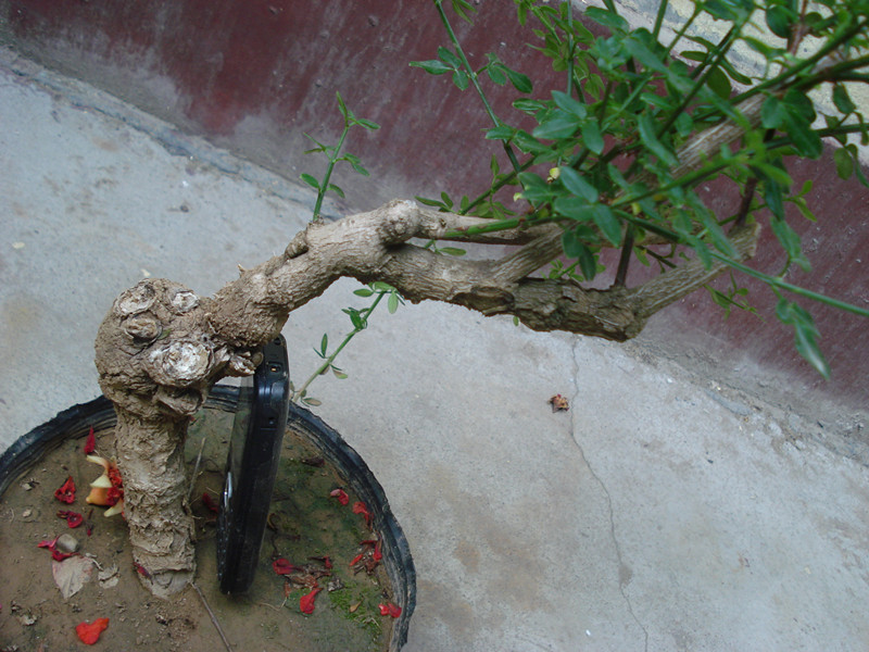 DSC05559_.jpg