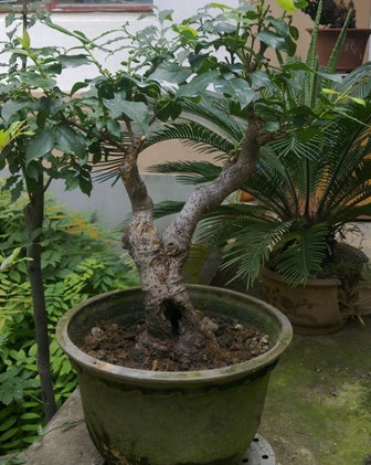 20130616423.jpg