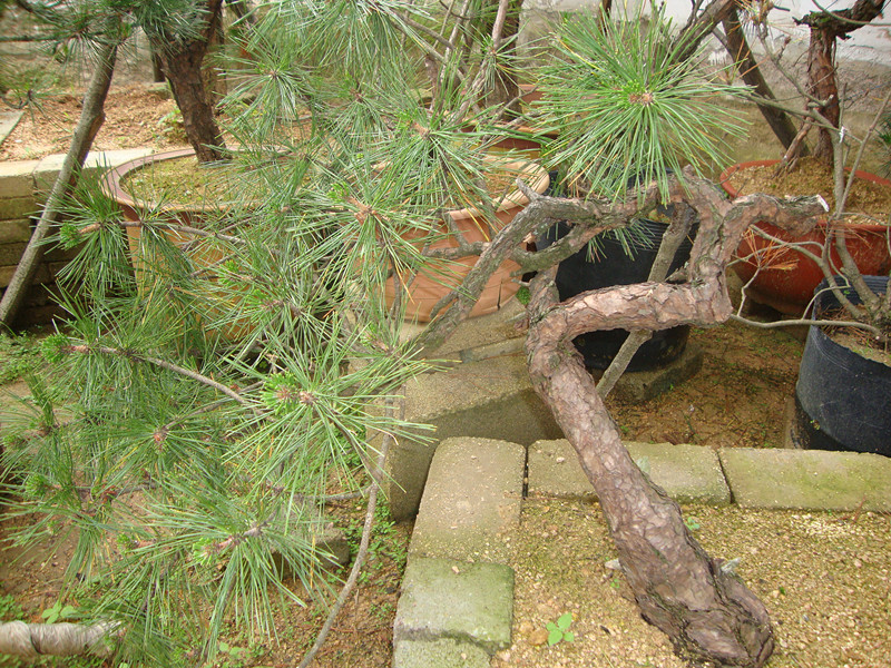 DSC01154_.jpg