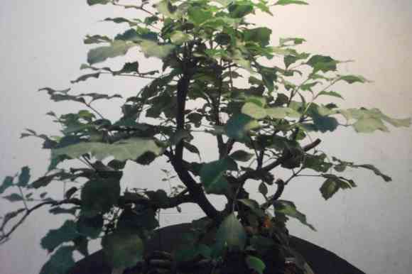 DSCF1923λ֪ʲô.jpg