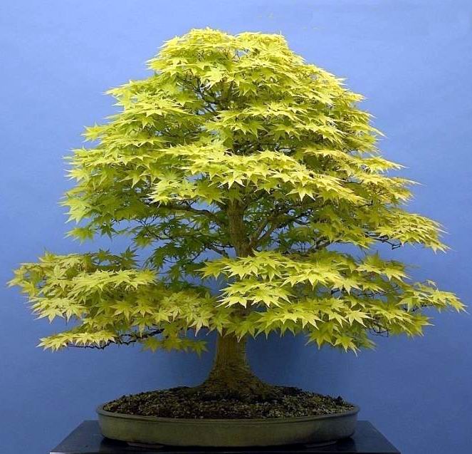 Bonsai van de maand april 2010 Acer palmatum Harry Martens.jpg