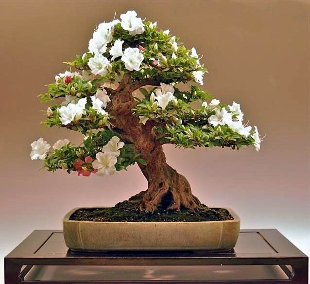 Bonsai van de maand augustus 2010 Satsuki Azalea Marinko Beg.jpg