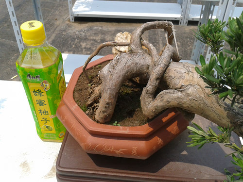 2013-06-17 13.13.01.jpg