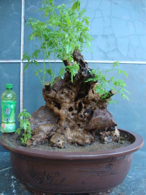 DSC06329.JPG