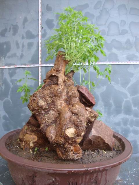 DSC06339.JPG