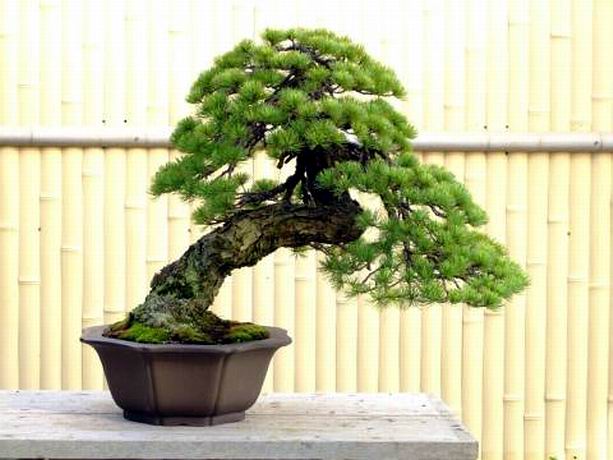 main_bonsai_20090920-025.jpg