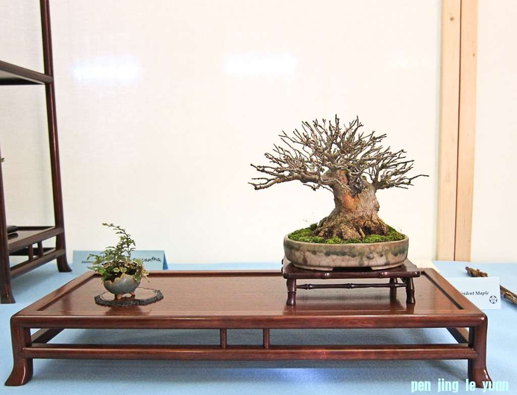 conew_img_01821.jpg
