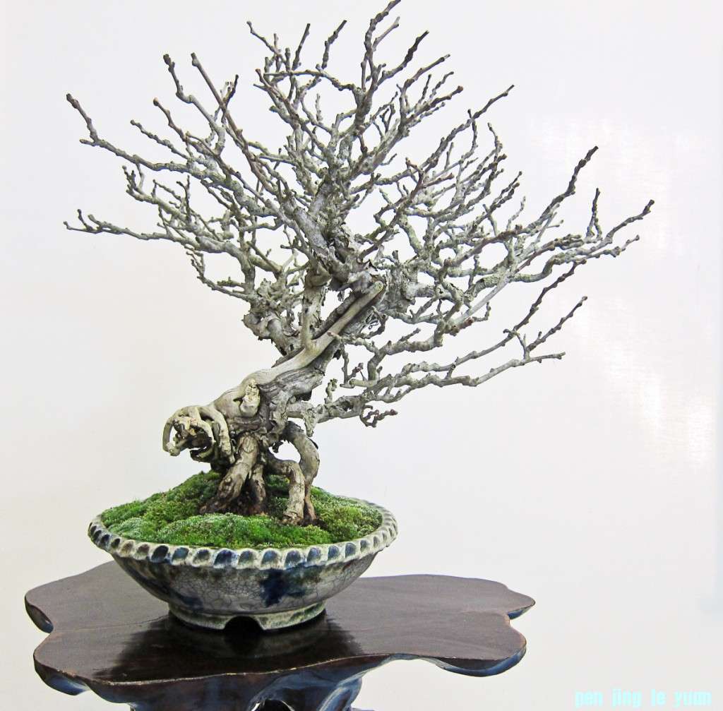 conew_img_02041.jpg