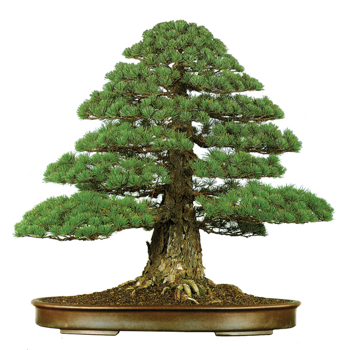 pineformal.jpg