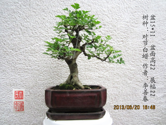 IMG_1662_.jpg