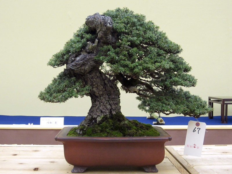 IMG0654-L.jpg