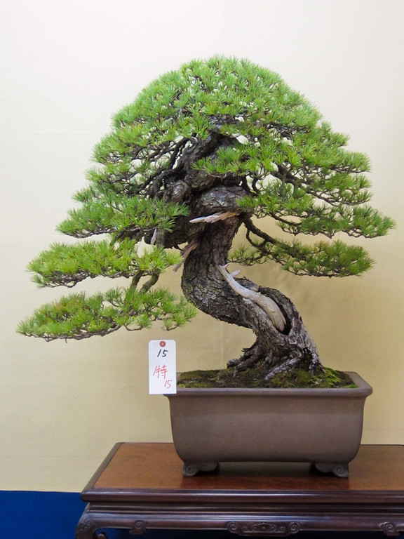 IMG0668-XL.jpg