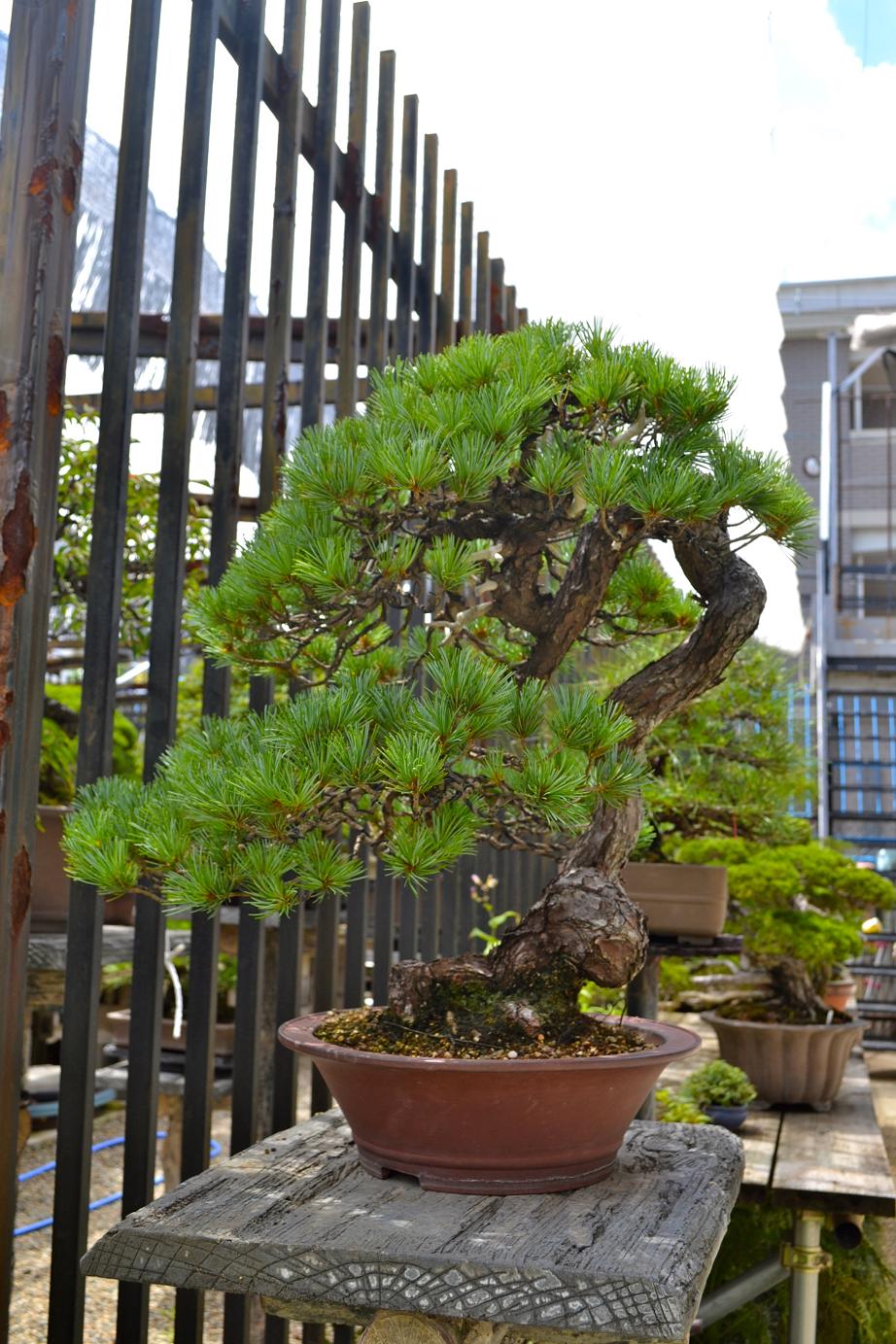 DSC_0017.jpg