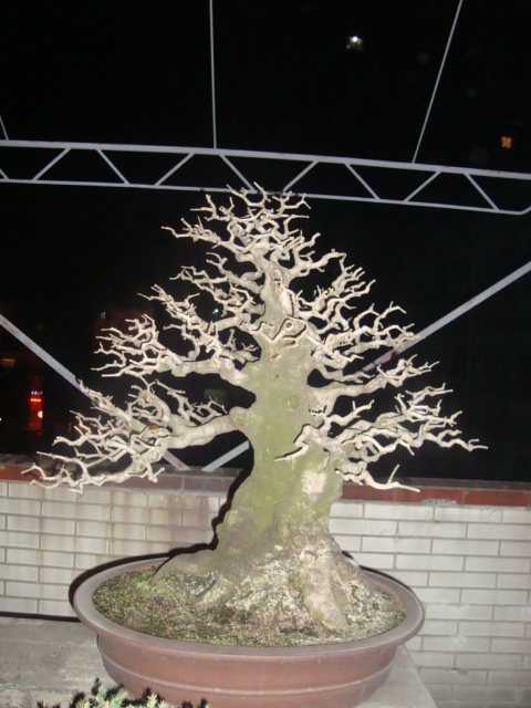 ��ת DSC02625.JPG