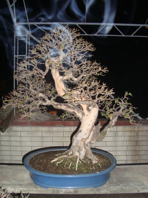 ��ת DSC02619.JPG