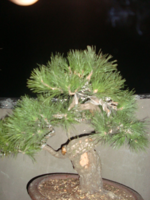 ��ת DSC02635.JPG