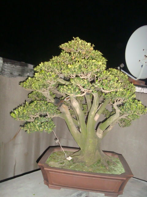 ��ת DSC02638.JPG