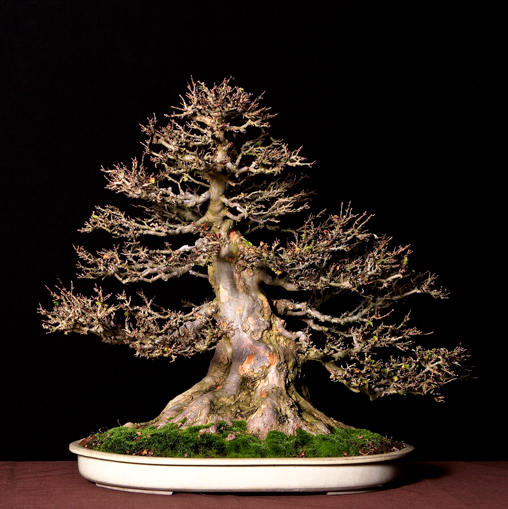 image_1030_bonsai-autumn-2009-ch.jpg