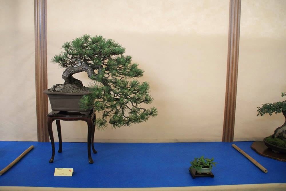 So-Saku Kimura Bonsai Award 2013 007.jpg