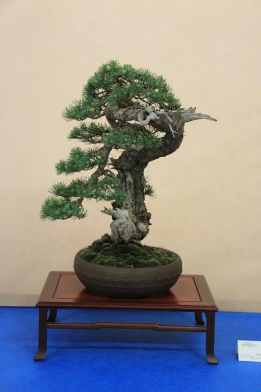 So-Saku Kimura Bonsai Award 2013 012.jpg