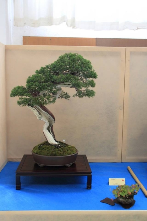 So-Saku Kimura Bonsai Award 2013 033.jpg