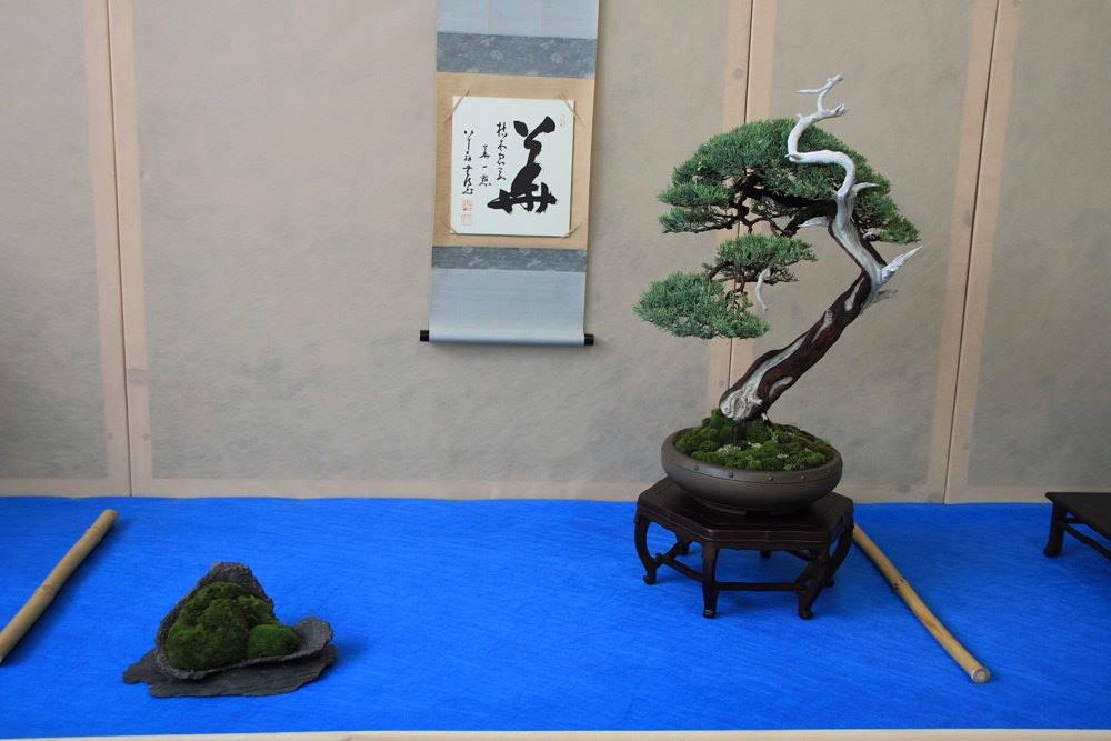 So-Saku Kimura Bonsai Award 2013 040.jpg