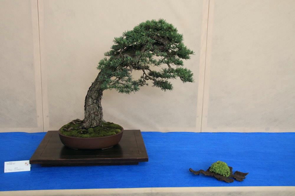So-Saku Kimura Bonsai Award 2013 041.jpg