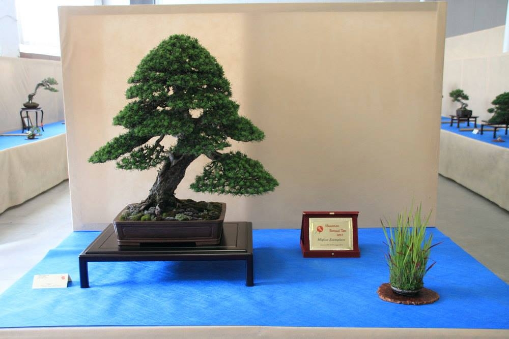 So-Saku Kimura Bonsai Award 2013 055.jpg