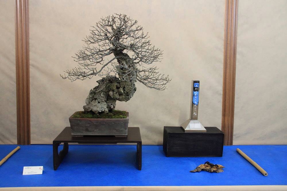So-Saku Kimura Bonsai Award 2013 058.jpg