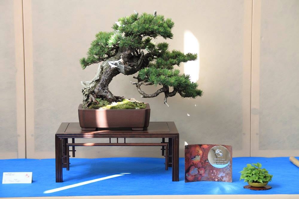 So-Saku Kimura Bonsai Award 2013 062.jpg