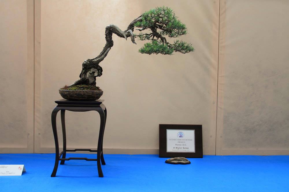 So-Saku Kimura Bonsai Award 2013 063.jpg
