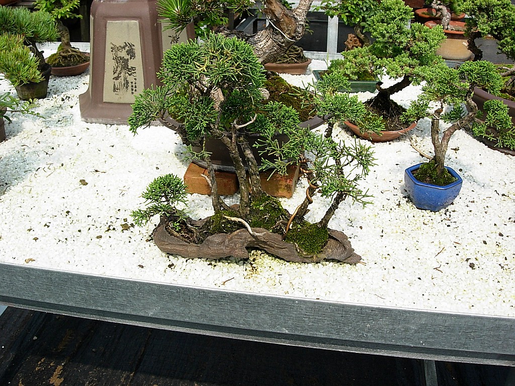 conew_dscn9919.jpg