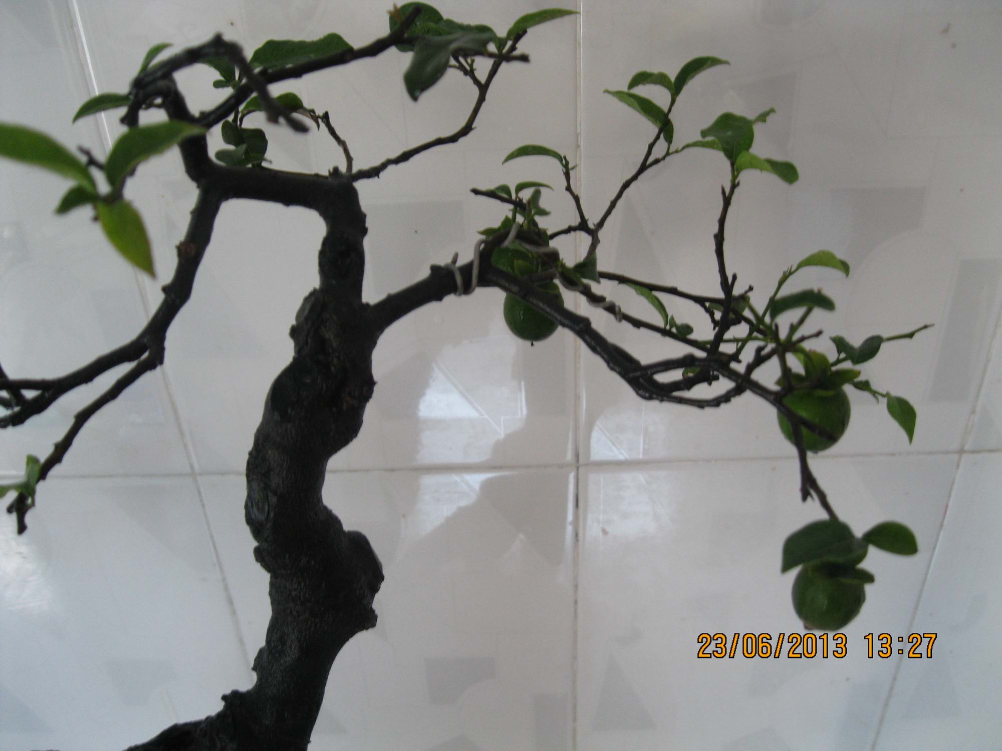 Ƭ 030.jpg