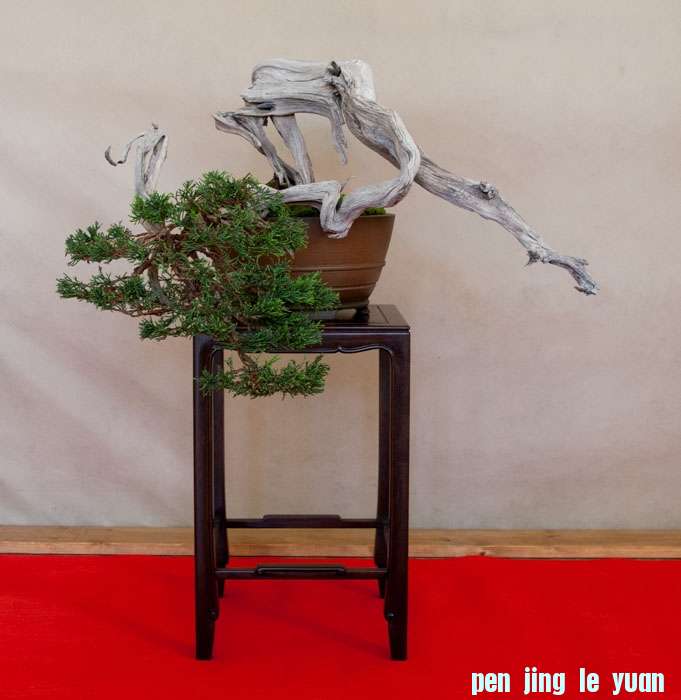 Arco Bonsai 2013 (29).jpg