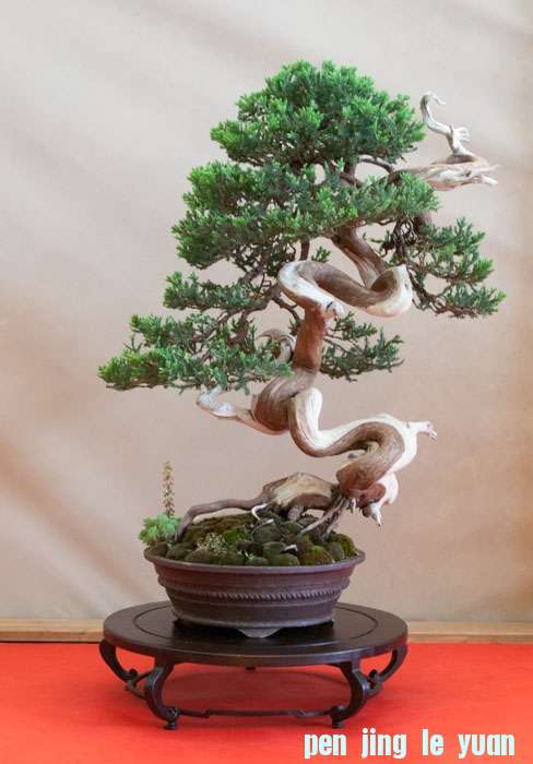 Arco Bonsai 2013 (33).jpg