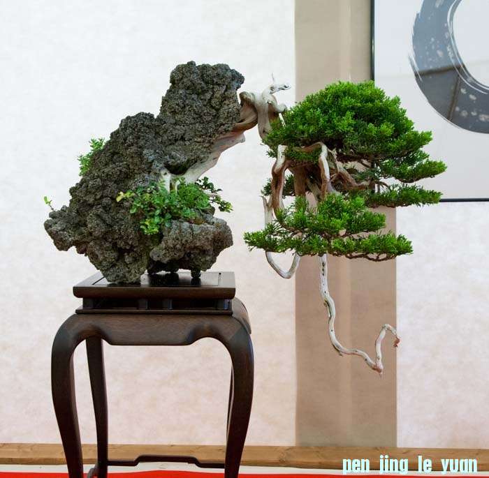 Arco Bonsai 2013 (35).jpg