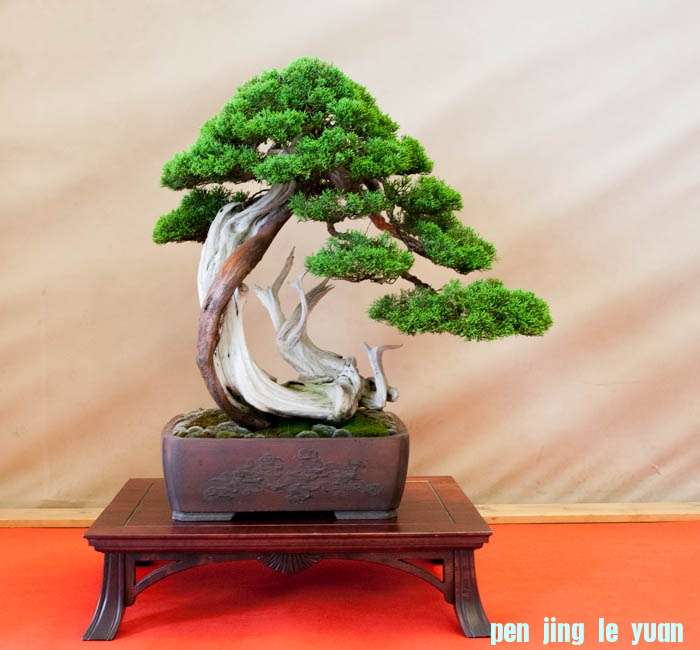 Arco Bonsai 2013 (37).jpg