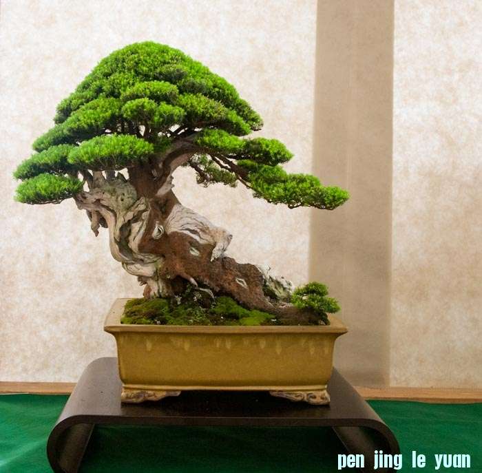 Arco Bonsai 2013 (40).jpg