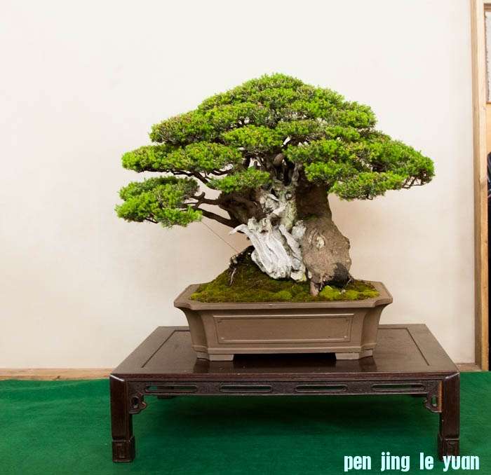 Arco Bonsai 2013 (45).jpg