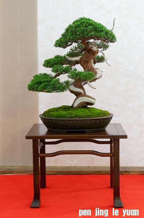 Arco Bonsai 2013 (50).jpg