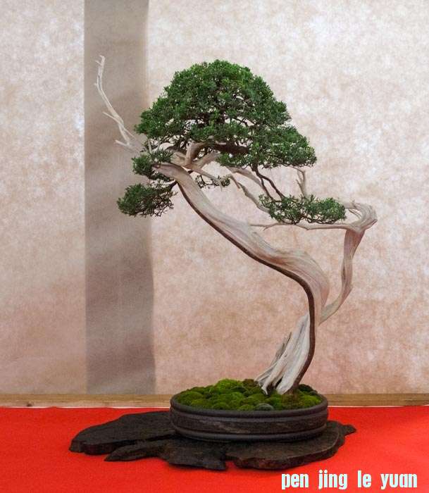 Arco Bonsai 2013 (51).jpg