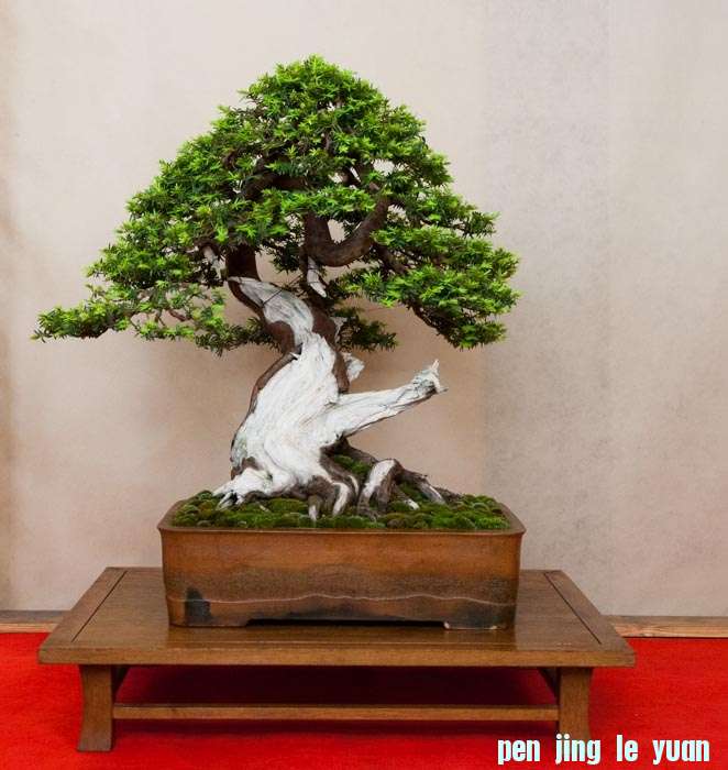 Arco Bonsai 2013 (54).jpg