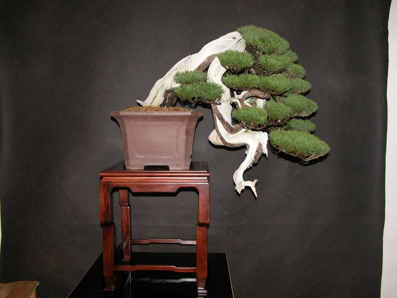 Itoigawa-Junipera.jpg