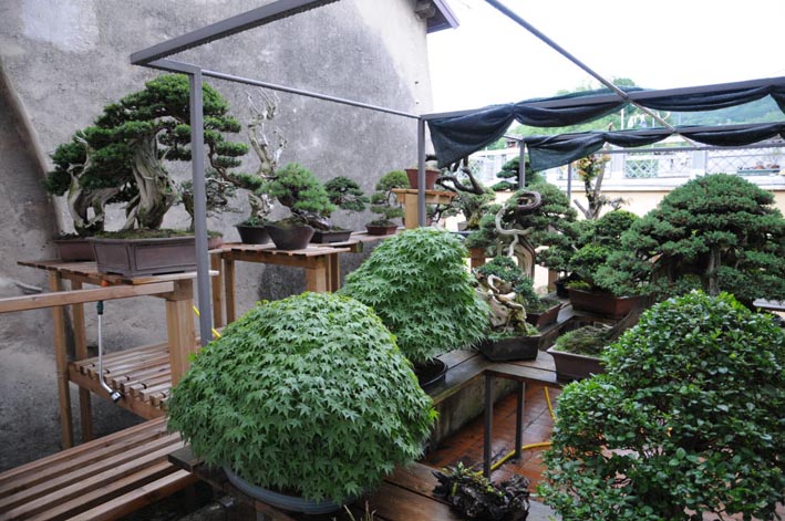 MyGarden3.jpg