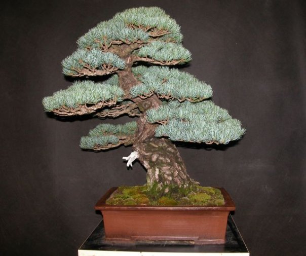 Pinus-Parviflora.jpg
