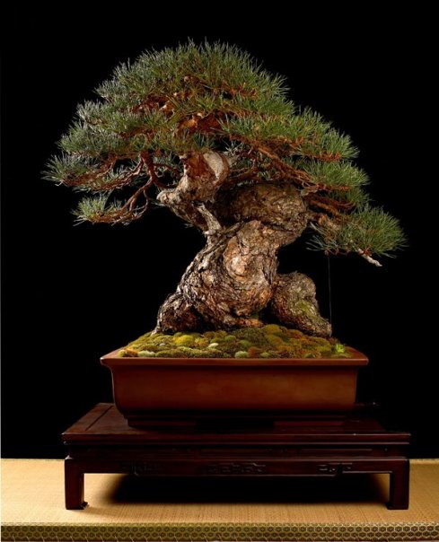 Pinus-Sylvestris2.jpg