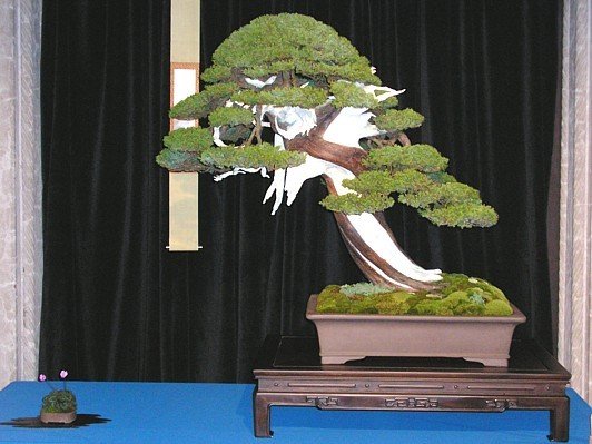 Procumbens-Juniper2.jpg